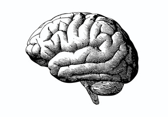 Engraving brain with black on white BG - obrazy, fototapety, plakaty