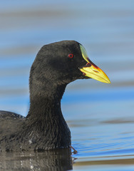 white-winged coot, Fulica Leucoptera,  La Pampa , Argentina