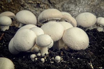 Home cultivation of button mushrooms