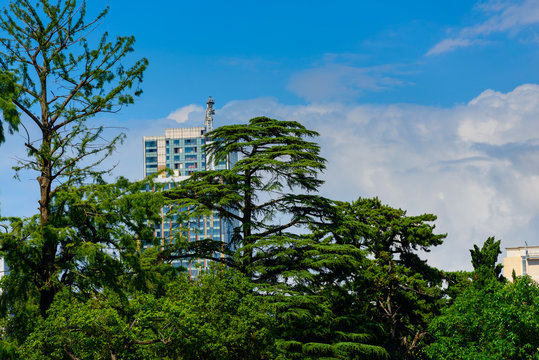 Scenic landscape with trees and blue cloudy sky