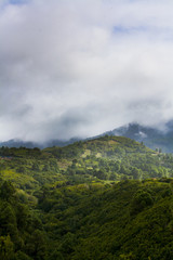 Obraz na płótnie Canvas Wälder auf La Palma