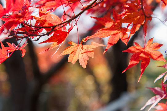 Maple trees in Autumn season.Japan