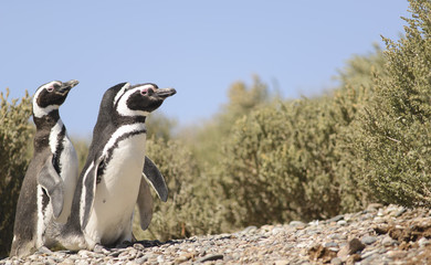 Penguin of Magellan. 