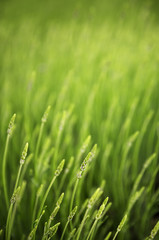 meadow with green grass