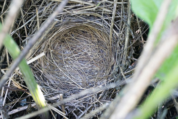 Barred Warbler (Sylvia nisoria). Nest bird