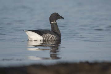 Brent Goose, Branta bernicla