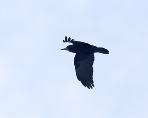 Raven in flight against a blue sky