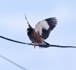 Starling on a wire against a blue sky