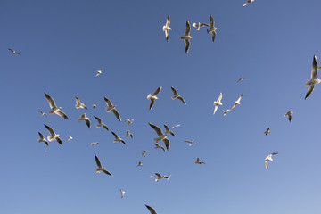 Seagulls