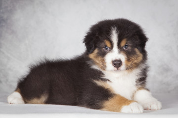 Cachorro de perro Pastor Australiano en estudio