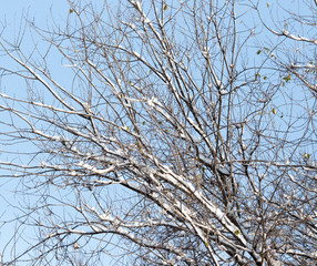 tree in the snow against the blue sky