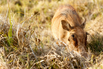 Fototapeta premium Common warthog so into his grass