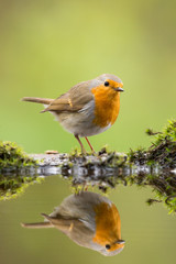 Robin