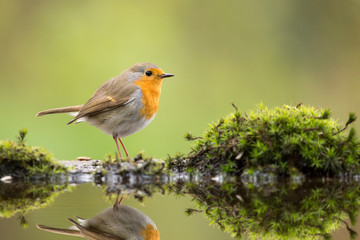 Robin