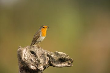 Robin