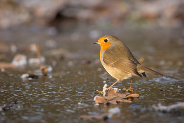 Robin