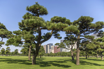 Fototapeta na wymiar Beautiful green park garden with city view inTokyo, Japan