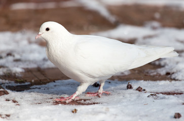 white dove in nature in winter