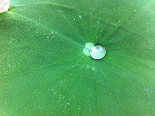 drop on leaf