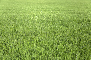 Close up view at green grass