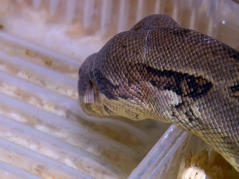 Constrictor snake drinking water in terrarium, closeup head shot