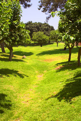 beautifull summer park