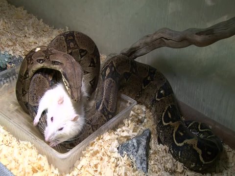 Snake constrictor eating rat in swamp