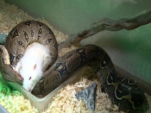 Snake constrictor eating rat in swamp in disco light