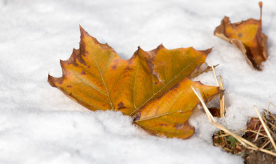 leaves lie on the snow in the winter