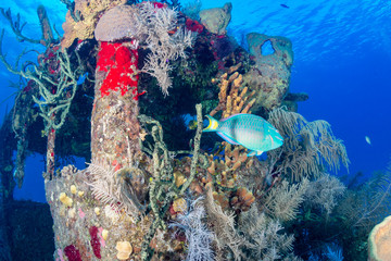 Parrotfish around an underwater shipwreck