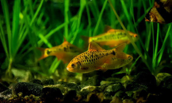 Puntius semifasciolatus(Barbus semifasciolatus ) - aquarium fish