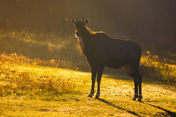 Antelope in the morning light