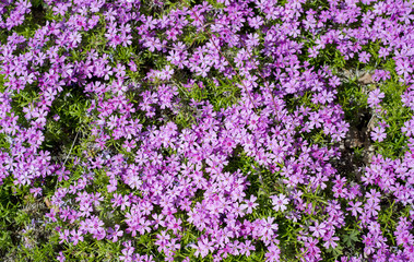 Flowers Phlox subulata