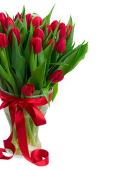fresh red tulips with green leaves close up in vase isolated on white background
