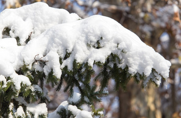pine in snow in winter