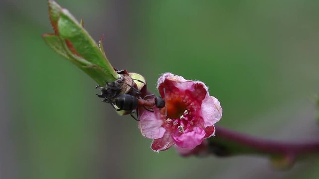 Ant feeding on nectar inside a peach flower