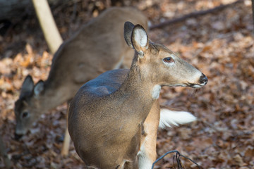 Deer in autumn forest