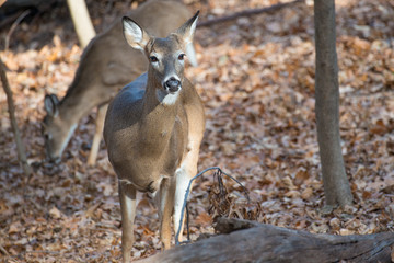 Deer in autumn forest