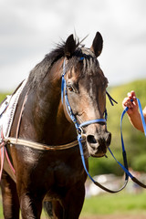 racing horse portrait close up