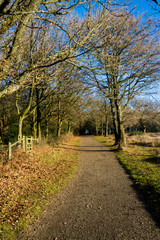 Fototapeta na wymiar Tree Lined country Path