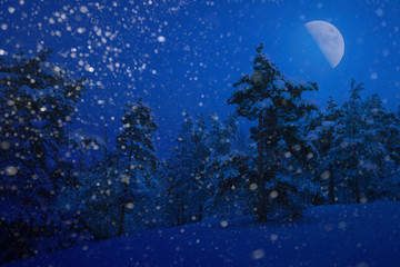 Naklejka premium Smowfall during halfmoon evening with snow covered trees during