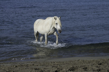 White Stallion Splashing in the Ocean