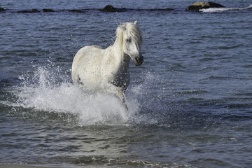 Fototapeta na wymiar White Stallion Splashing in the Ocean