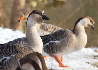 goose on snow in winter