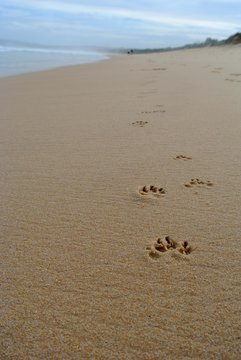 paw print in the sand