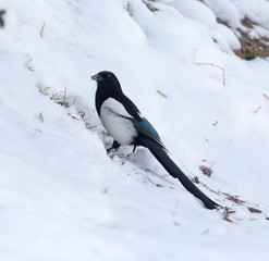 a bird in the snow