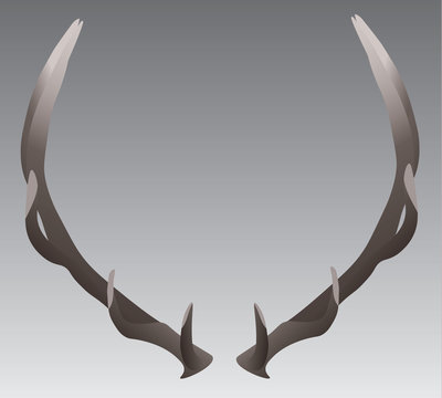 Isolated Elk horns or antlers vector illustration on a neutral background