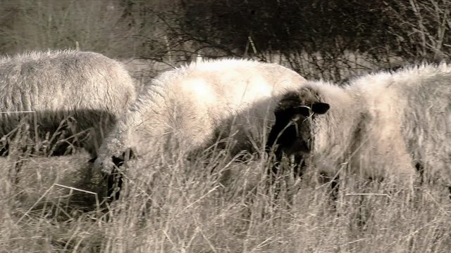 Hammelherde