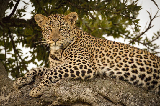 A beautiful female leopard gazes at viewer from a tree limb in Kenya