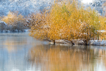 trees on the lake in winter